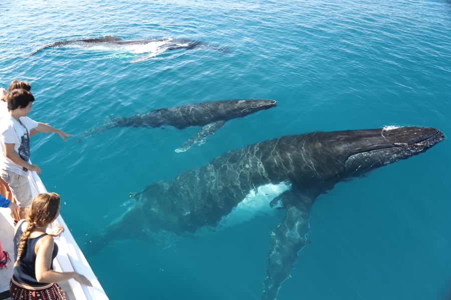 Hervey Bay 4-Hour Whale Watch Encounter - Is $109 a fair price?