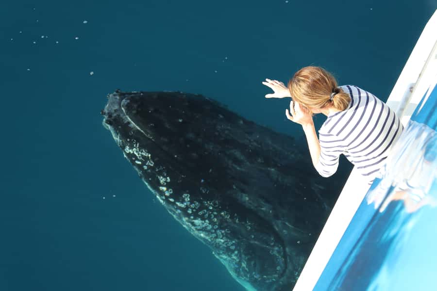 Hervey Bay 4-Hour Whale Watch Encounter - From your accommodation to Hervey Bay Marina