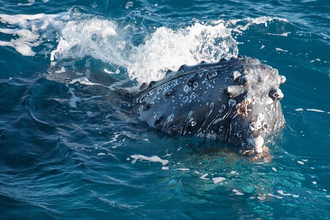 Hervey Bay: Best Value Half Day Whale Watching Cruise - Why Hervey Bay is a strong place for whale watching
