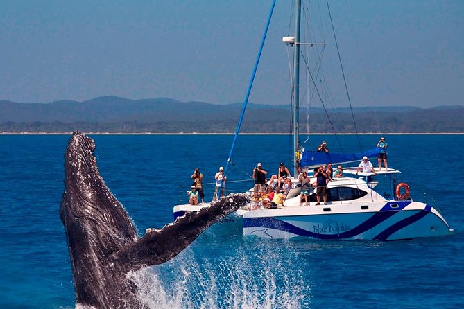 Hervey Bay: Best Value Half Day Whale Watching Cruise - Watching humpback whales from four decks