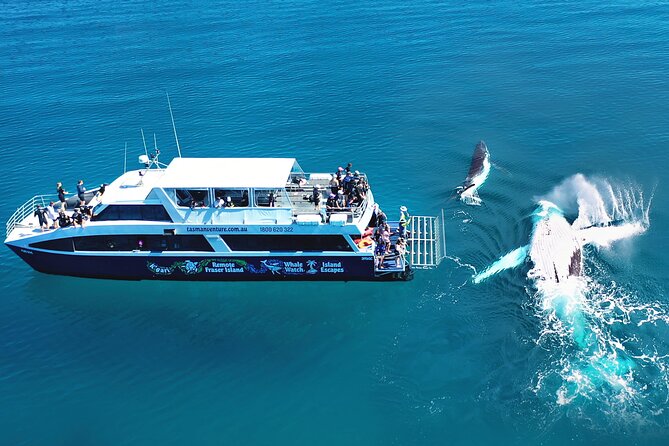 Hervey Bay: Best Value Half Day Whale Watching Cruise - A family outing with more than one kind of wildlife