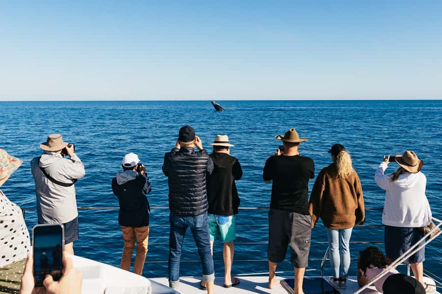 Hervey Bay: Exclusive Whale Watch Encounter - Key points to know before booking