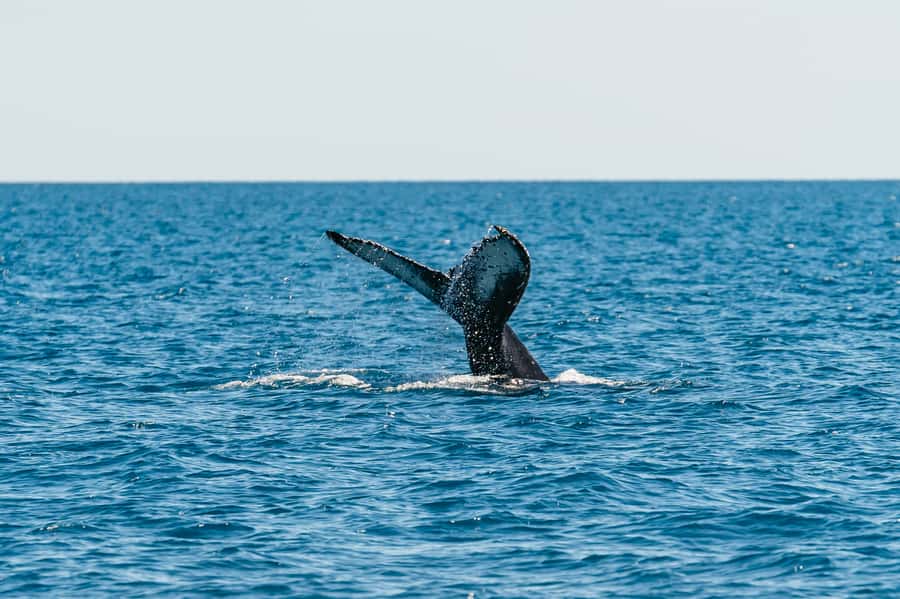 Hervey Bay: Exclusive Whale Watch Encounter - Why Hervey Bay is a strong place for whale watching