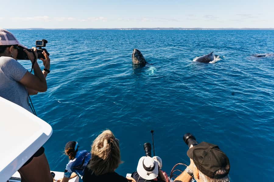Hervey Bay: Exclusive Whale Watch Encounter - A full day led by Peter Lynch and the crew
