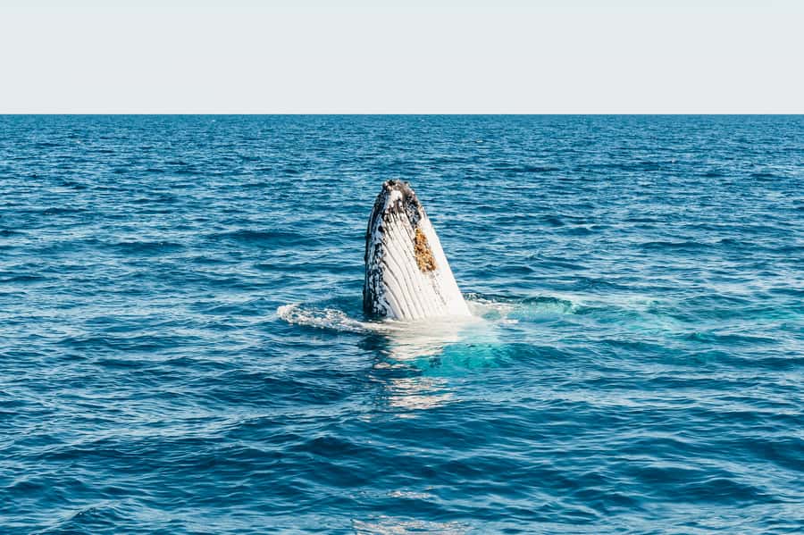 Hervey Bay: Exclusive Whale Watch Encounter - The hydrophone makes the whales feel closer