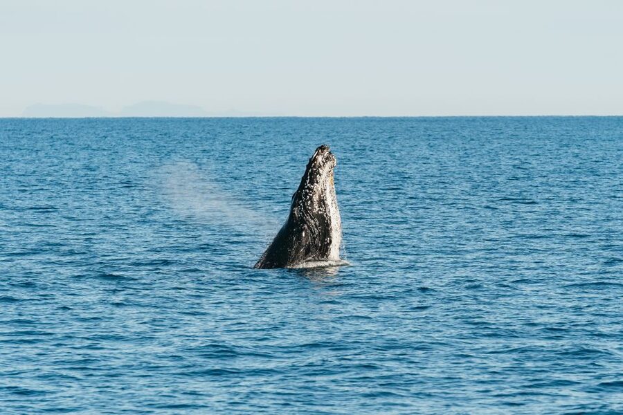 Hervey Bay: Exclusive Whale Watch Encounter - How long the day really feels