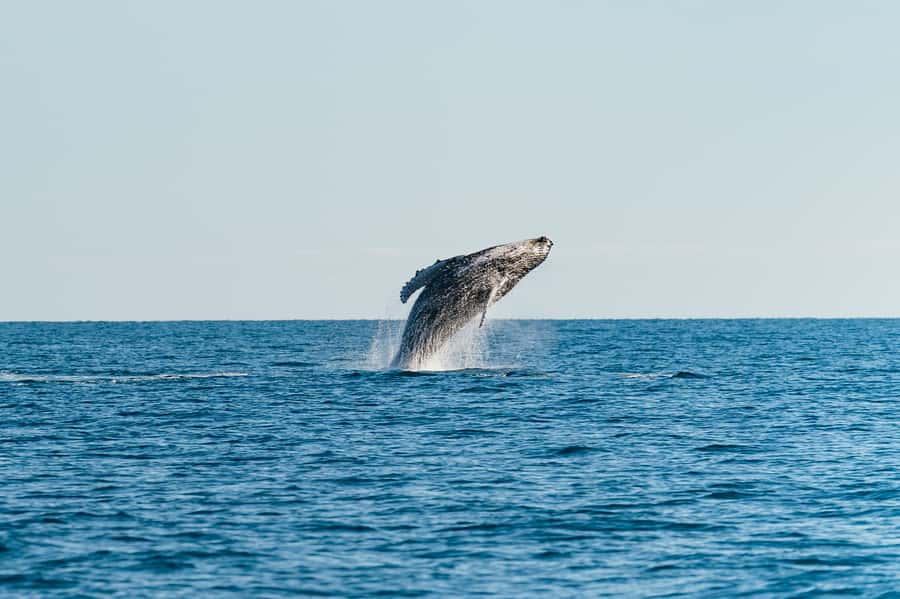 Hervey Bay: Exclusive Whale Watch Encounter - Starting at Great Sandy Straits Marina