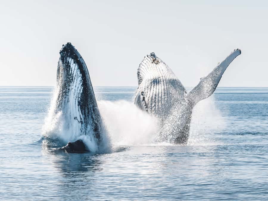 Hervey Bay: Half-Day Whale and Island Adventure by Boat - Why this half-day trip is different