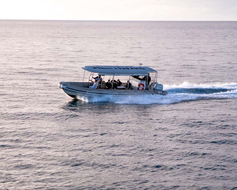 Hervey Bay: Half-Day Whale and Island Adventure by Boat - What the $116 price gets you