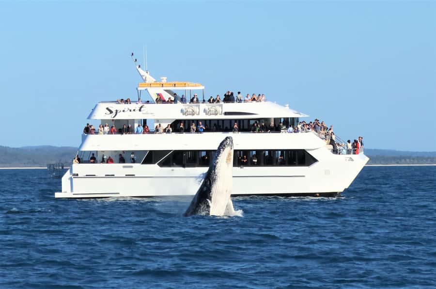 Hervey Bay: Half-Day Whale-Watching Cruise - Key points at a glance