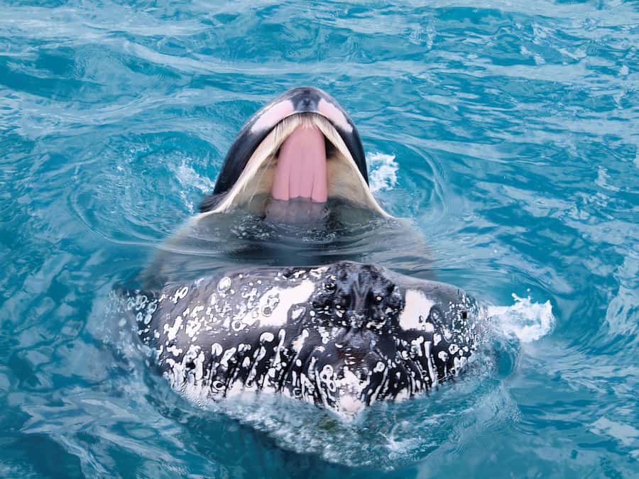 Hervey Bay: Half-Day Whale-Watching Cruise - Why Hervey Bay is such a good whale-watching base