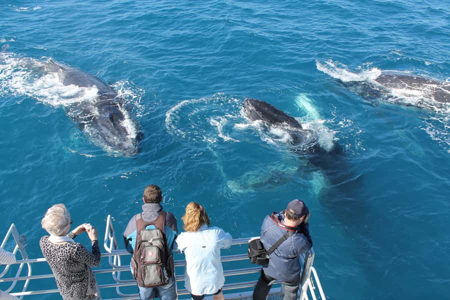 Hervey Bay: Half-Day Whale-Watching Cruise - Setting out aboard the Amaroo