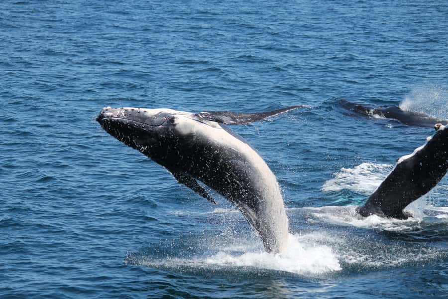 Hervey Bay: Half-Day Whale-Watching Cruise - Commentary, crew, and the pace of the cruise