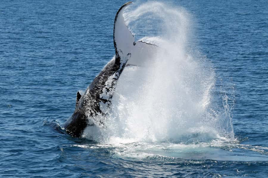 Hervey Bay: Half-Day Whale-Watching Cruise - Is $84 good value?