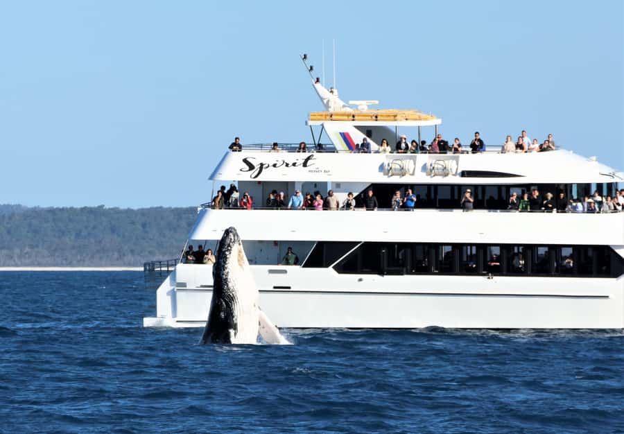 Hervey Bay: Half-Day Whale Watching Cruise - A four-hour outing that works for families