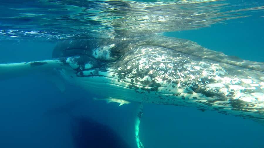 Hervey Bay: Half-Day Whale Watching Cruise - What $109 buys you