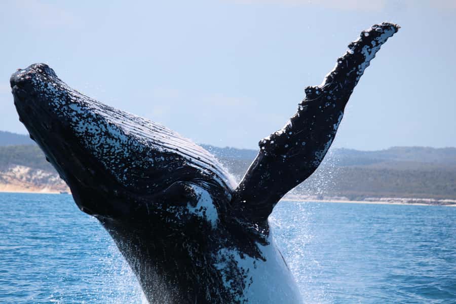 Hervey Bay: Half-Day Whale Watching Cruise - Who will get the most from this cruise