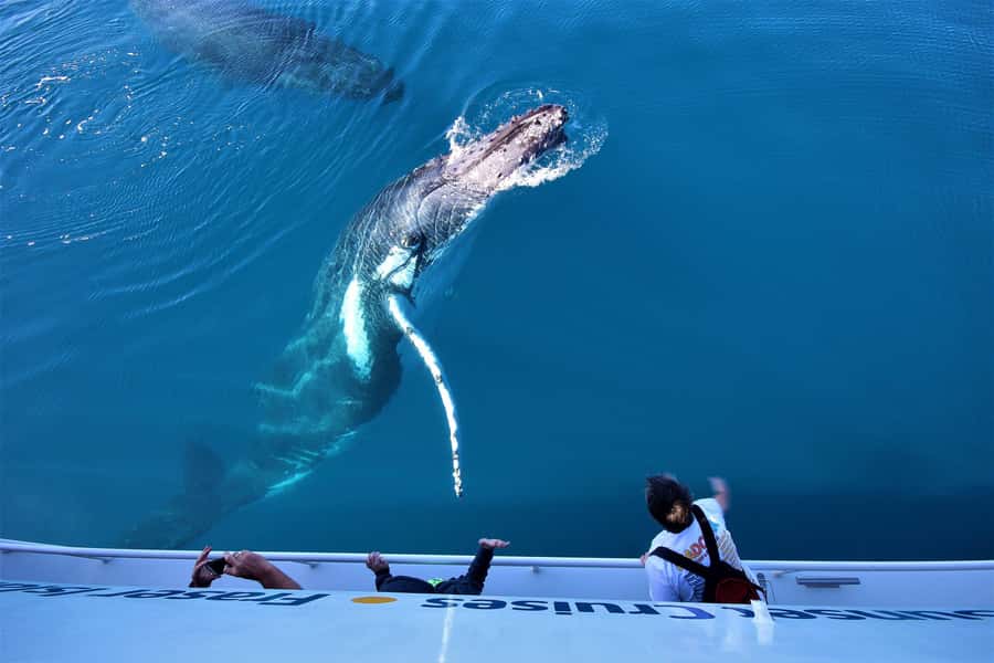 Hervey Bay: Half-Day Whale Watching Cruise with Meal - Key points to know before you book