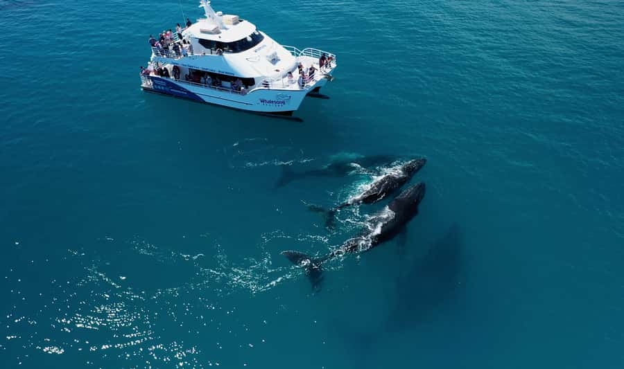 Hervey Bay: Half-Day Whale Watching Cruise with Meal - The four-hour cruise across Hervey Bay