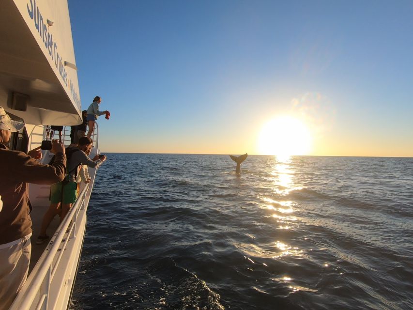 Hervey Bay: Half-Day Whale Watching Cruise with Meal - Humpbacks, dolphins, turtles, and birdlife