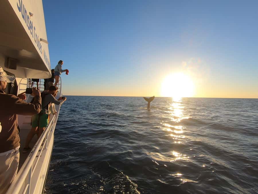 Hervey Bay: Half-Day Whale Watching Cruise with Meal - What is served during the cruise