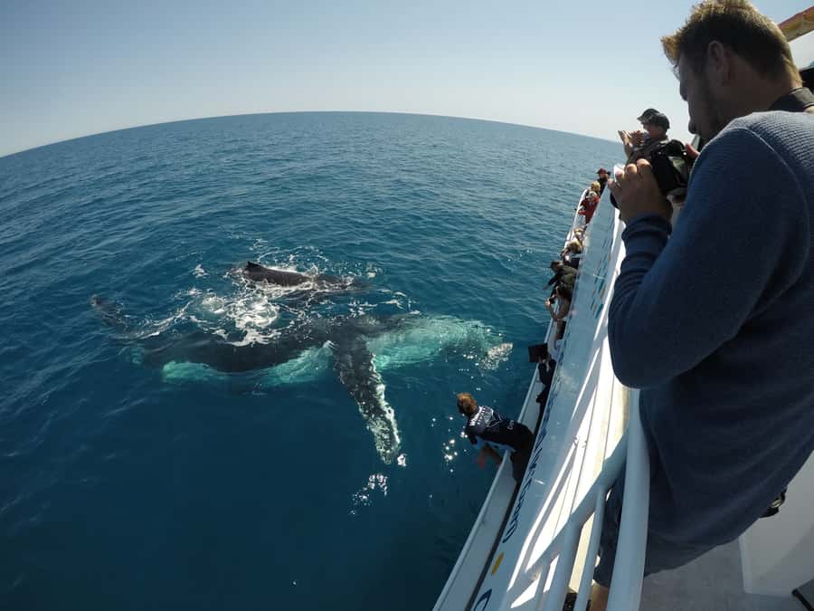 Hervey Bay: Half-Day Whale Watching Cruise with Meal - The crew and the feel onboard
