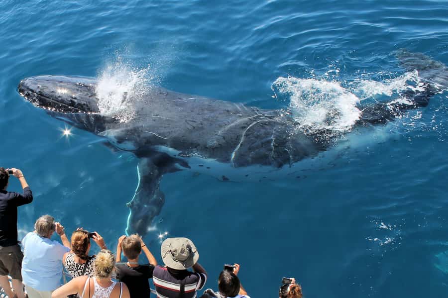 Hervey Bay: Half-Day Whale-Watching Cruise - Checking in at the Boat Club