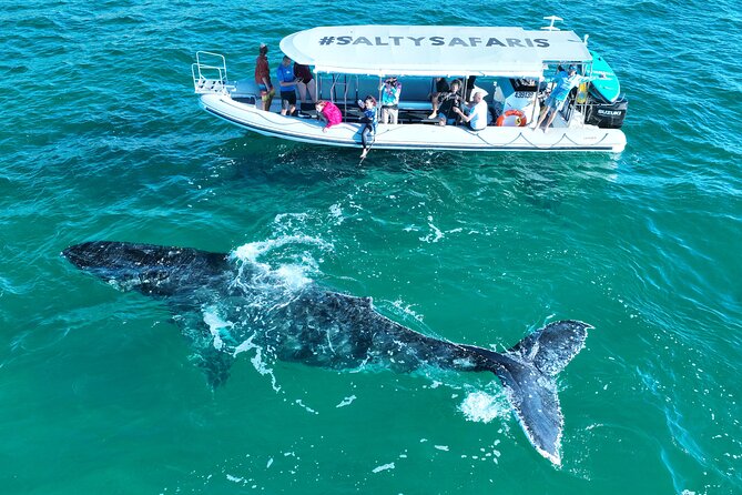 Hervey Bay: Half Day Whale watching & Island Stop Tour - Key points at a glance