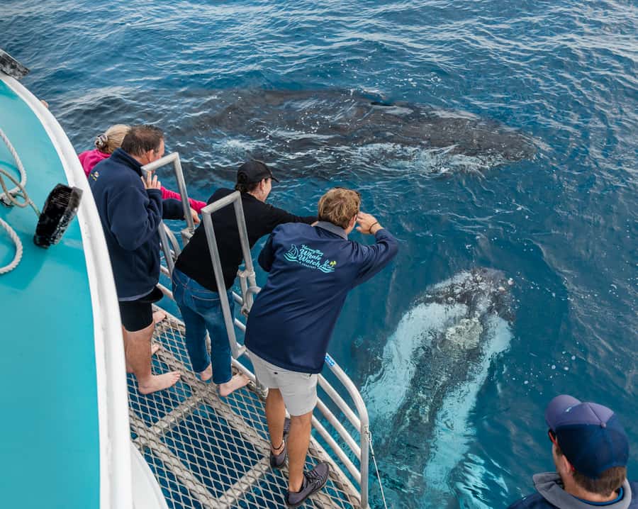 Hervey Bay: Humpback Whale-Watching Half-Day Cruise - Key things to know before you book