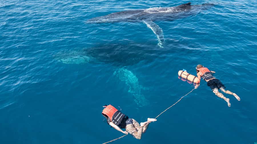 Hervey Bay: Humpback Whale-Watching Half-Day Cruise - The possible swim with the whales