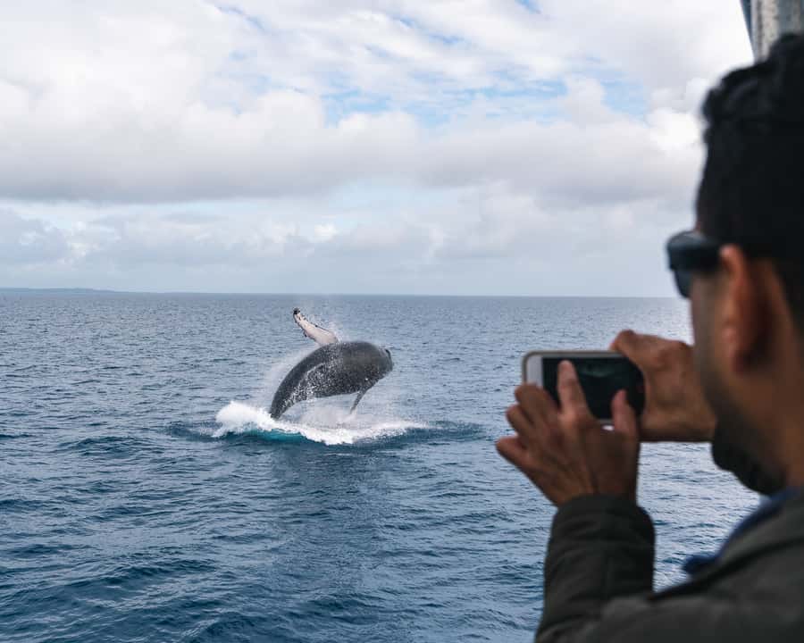 Hervey Bay: Humpback Whale-Watching Half-Day Cruise - Comfort, access, and the family question