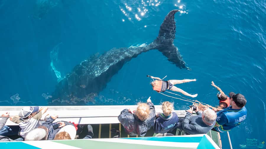 Hervey Bay: Humpback Whale-Watching Half-Day Cruise - Weather, cancellations, and planning around nature