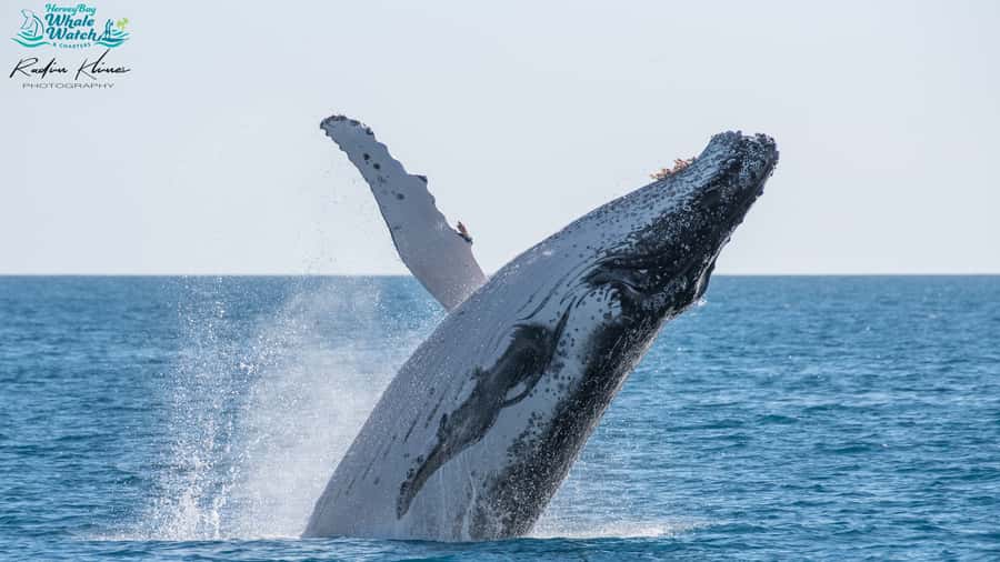 Hervey Bay: Humpback Whale-Watching Half-Day Cruise - Five decks, three levels, and fewer bad viewing spots