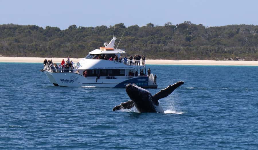 Hervey Bay: Pre-season Whale and Dolphin Watching Cruise - Setting out from Great Sandy Straits Marina
