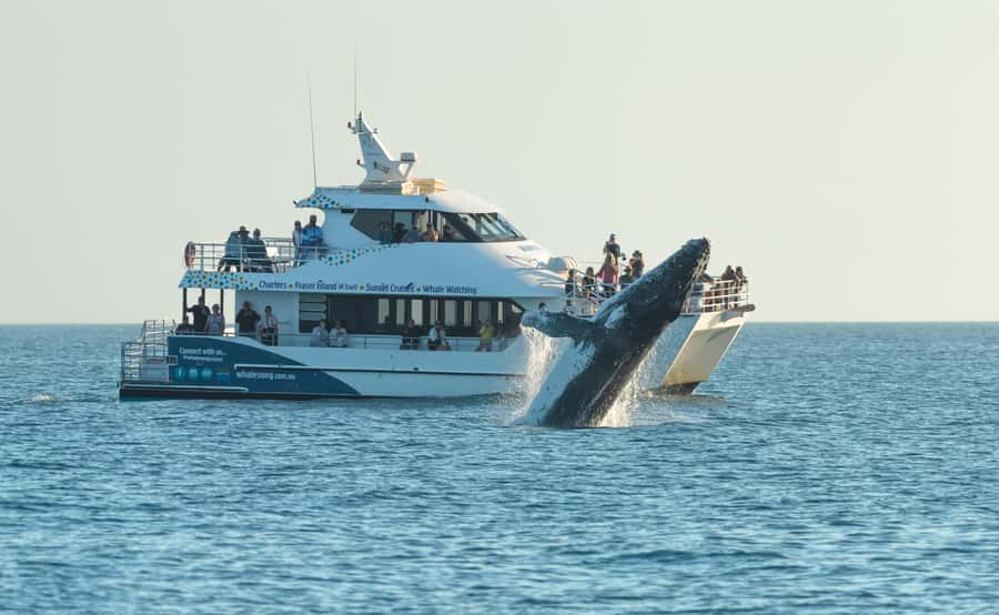 Hervey Bay: Pre-season Whale and Dolphin Watching Cruise - Morning tea begins the search