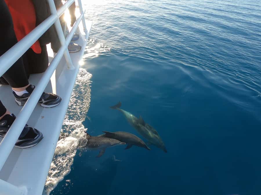 Hervey Bay: Pre-season Whale and Dolphin Watching Cruise - Hearing the bay through the hydrophone