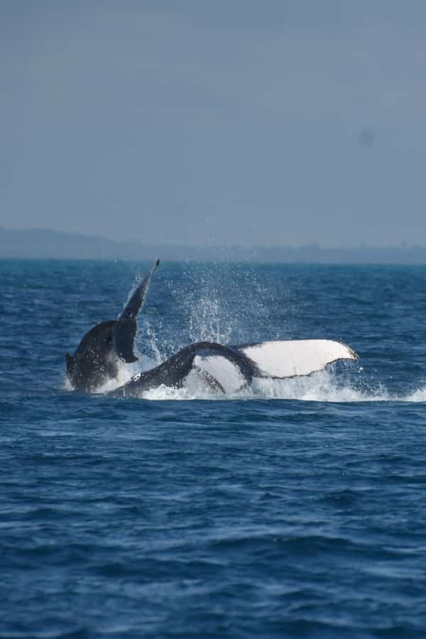 Hervey Bay: Pre-season Whale and Dolphin Watching Cruise - Viewing space, comfort, and access