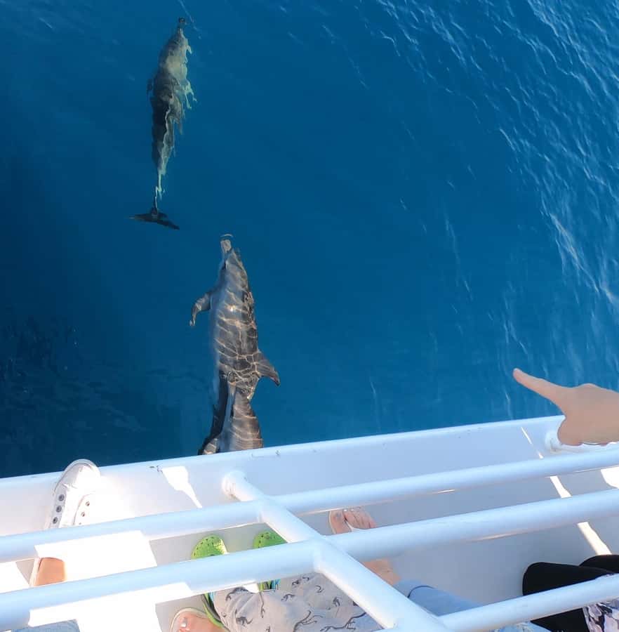 Hervey Bay: Pre-season Whale and Dolphin Watching Cruise - What the $102 price includes