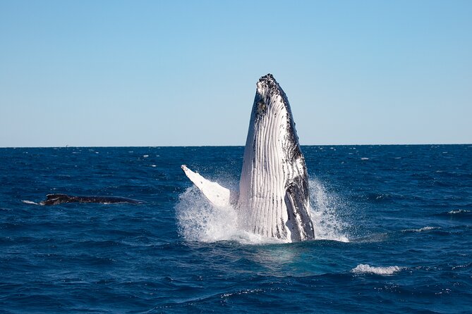Hervey Bay Ultimate Whale Watching Cruise - Why Hervey Bay is a good place to watch humpbacks