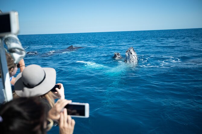 Hervey Bay Ultimate Whale Watching Cruise - What the small boat means for comfort and views