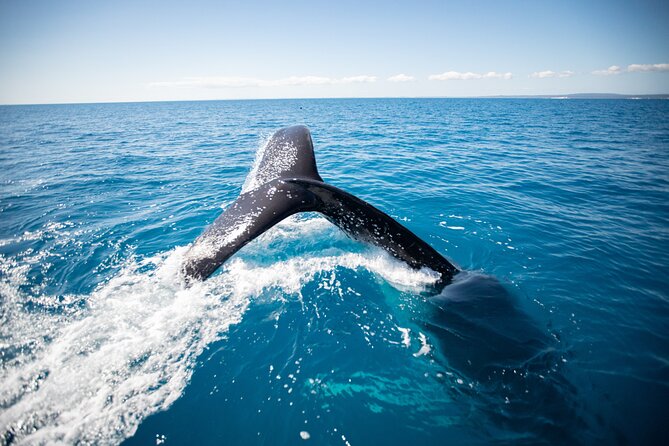 Hervey Bay Ultimate Whale Watching Cruise - What the $85.35 price buys you