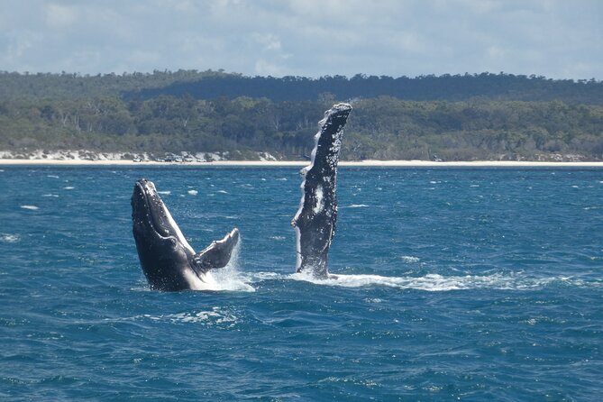 Hervey Bay Ultimate Whale Watching Cruise - Weather, cancellations, and the practical fine print