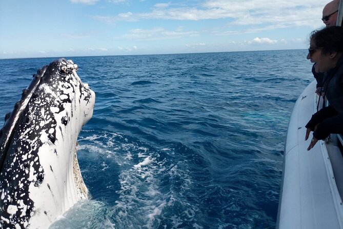 Hervey Bay Ultimate Whale Watching Cruise - The three-hour search through Hervey Bay
