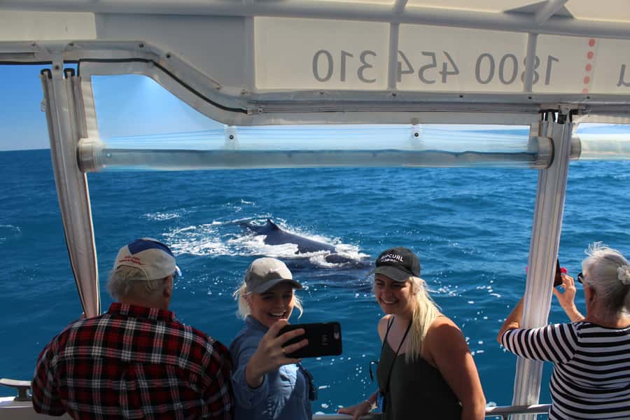 Hervey Bay: Ultimate Whale Watching Experience - Key details before you book
