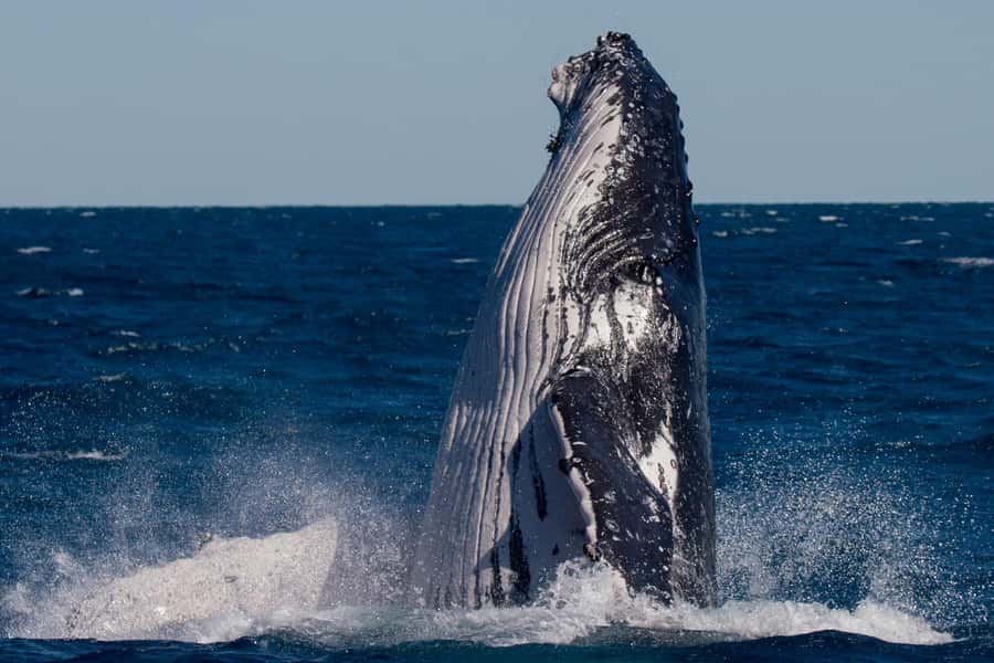 Hervey Bay: Ultimate Whale Watching Experience - Who should book this experience?