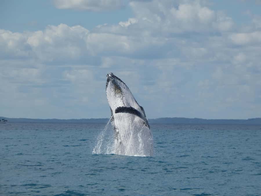Hervey Bay: Ultimate Whale Watching Experience - Why Hervey Bay is such a good place for whale watching