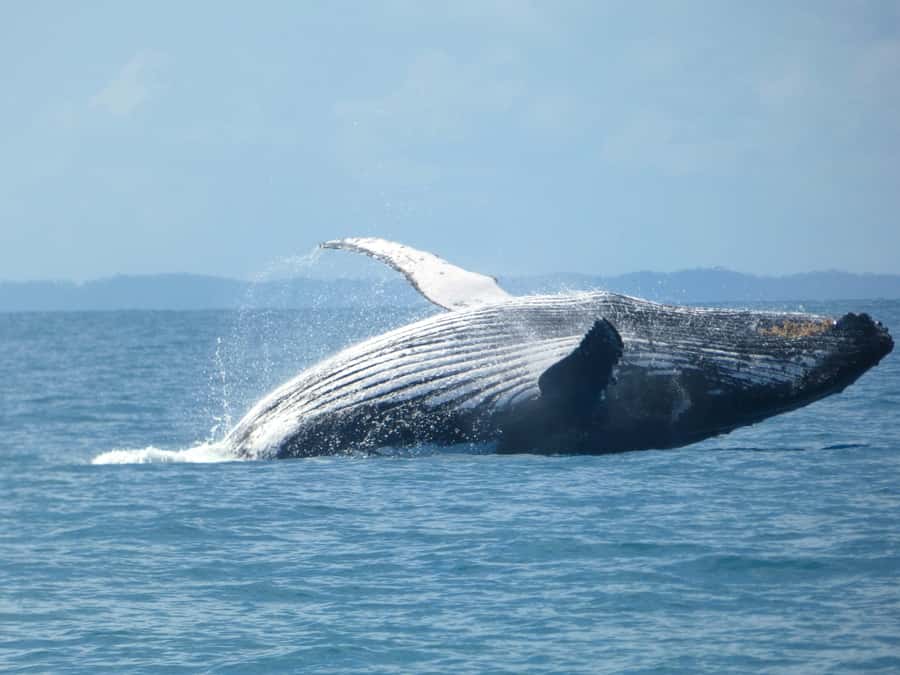 Hervey Bay: Ultimate Whale Watching Experience - The scenic ride toward Platypus Bay