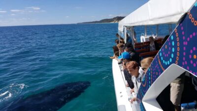 Hervey Bay: Ultimate Whale Watching Experience