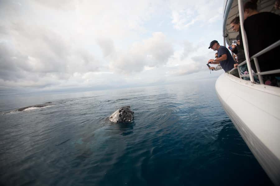Hervey Bay: Ultimate Whale Watching Experience - Finding whales with a marine scientist