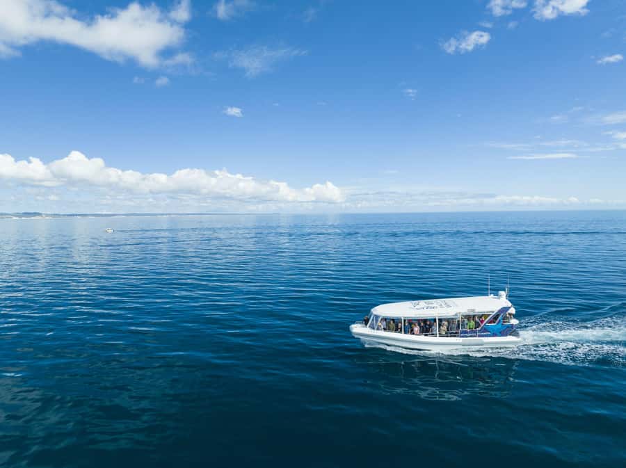 Hervey Bay: Ultimate Whale Watching Experience - What a whale encounter can look like